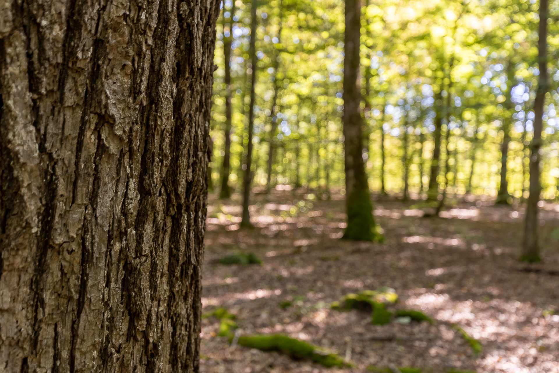 Photo de chênes sur pied en forêt